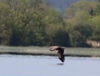 Portumna Forest Park